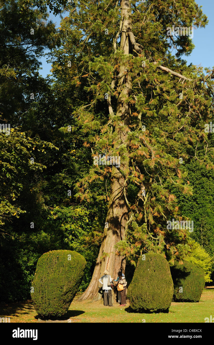 Two women standing at the base of a large fir tree in the grounds of Burton Agnes Hall, East Yorkshire, England Stock Photo