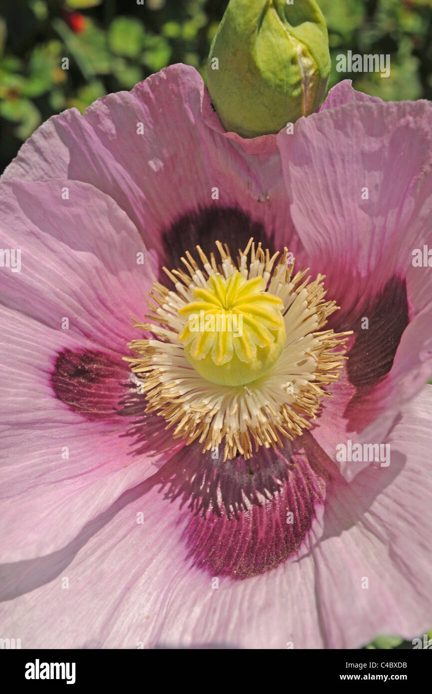 Pale mauve or purple Oriental poppy, Latin name Papaver oriental in full bloom in Sussex garden UK Stock Photo