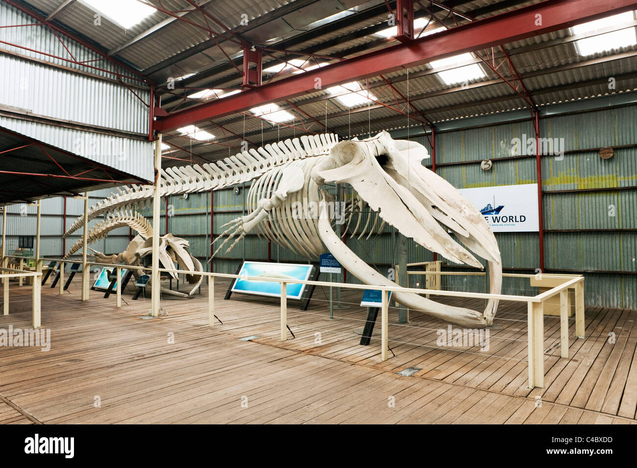 Blue whale skeleton at Whale World museum. Frenchman Bay, Albany, Western Australia, Australia Stock Photo