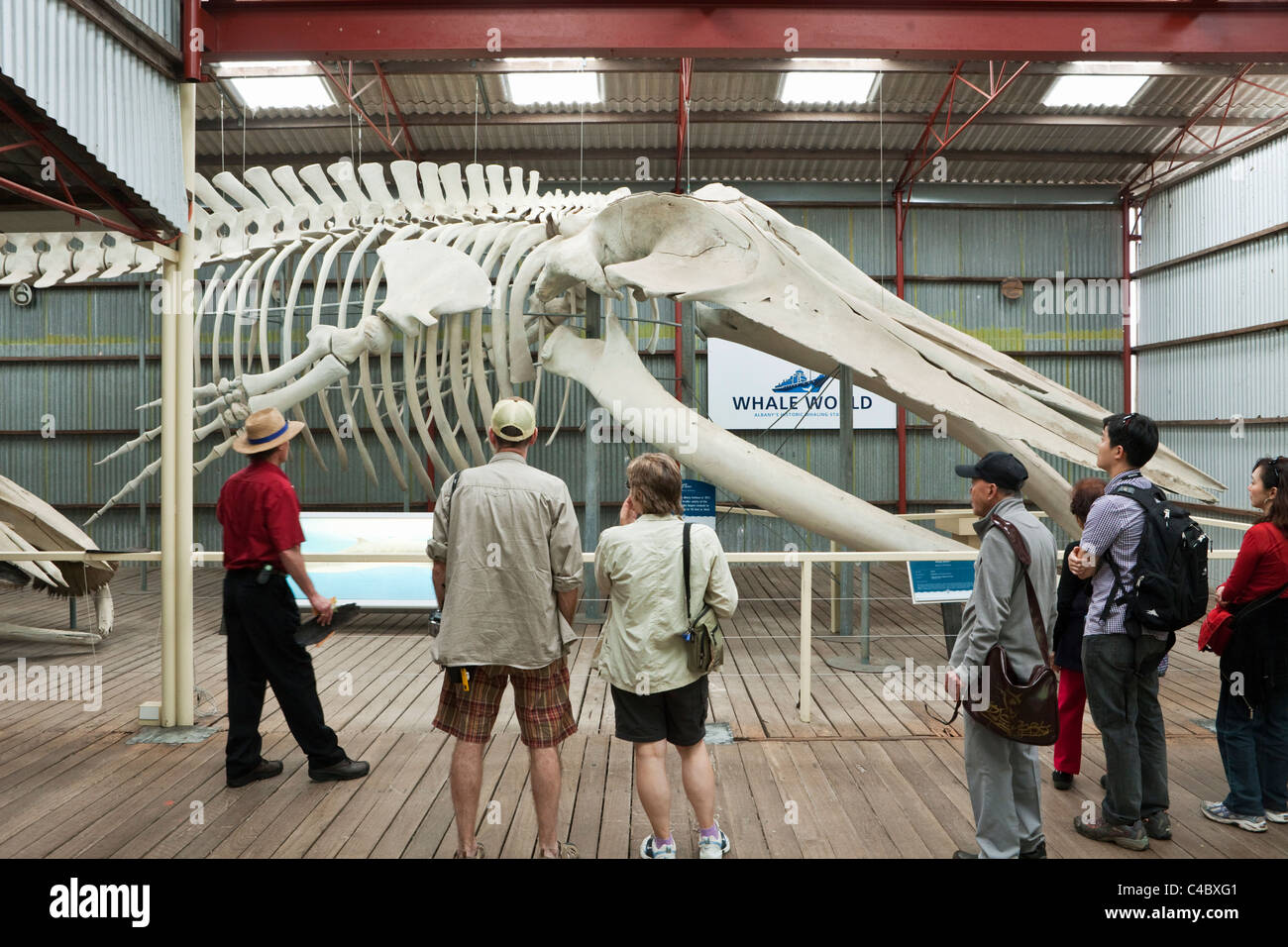 Tourists viewing Blue whale skeleton at Whale World Museum.  Frenchman Bay, Albany, Western Australia, Australia Stock Photo