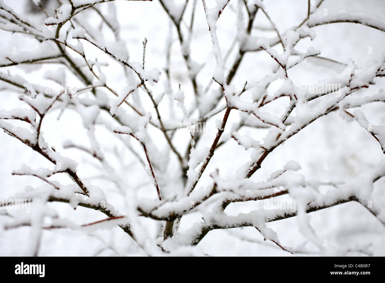 Tree branches covered thick hi-res stock photography and images - Alamy