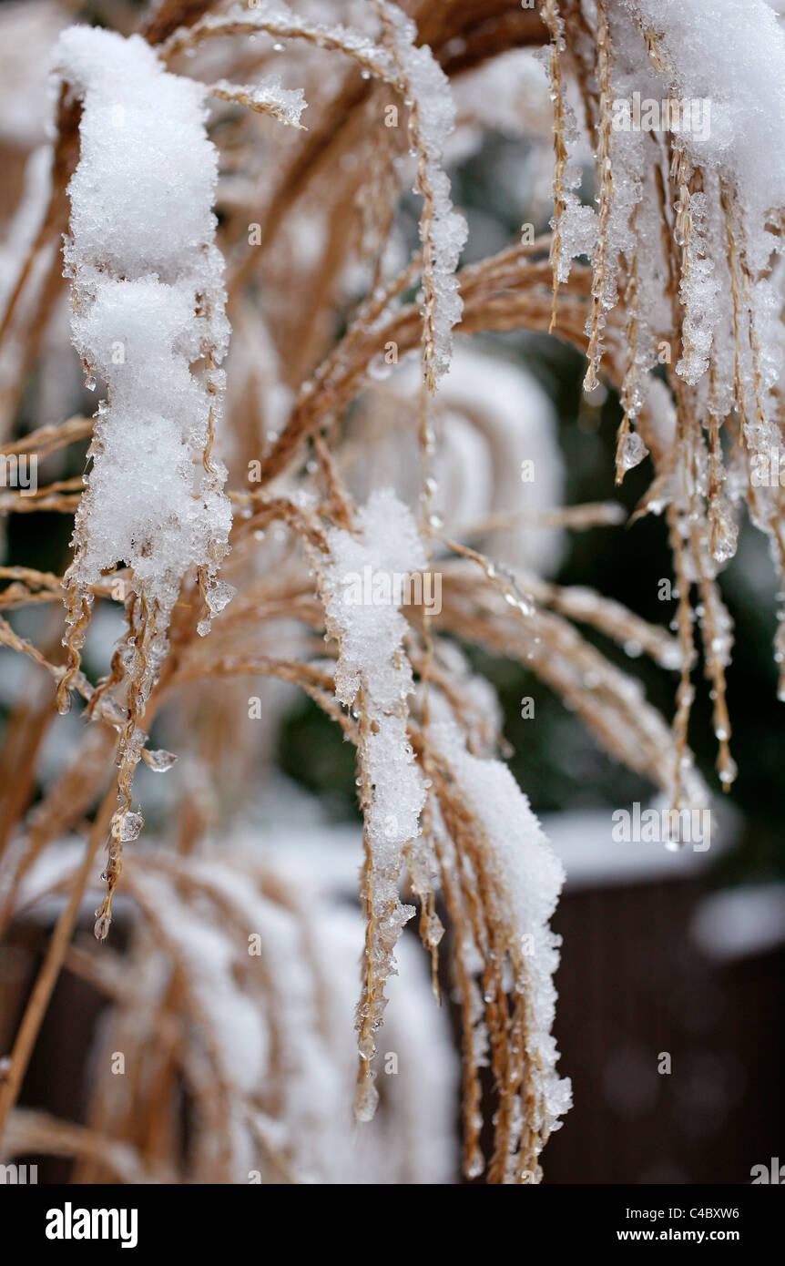 Calamagrostis x acutiflora Overdam with snow Stock Photo