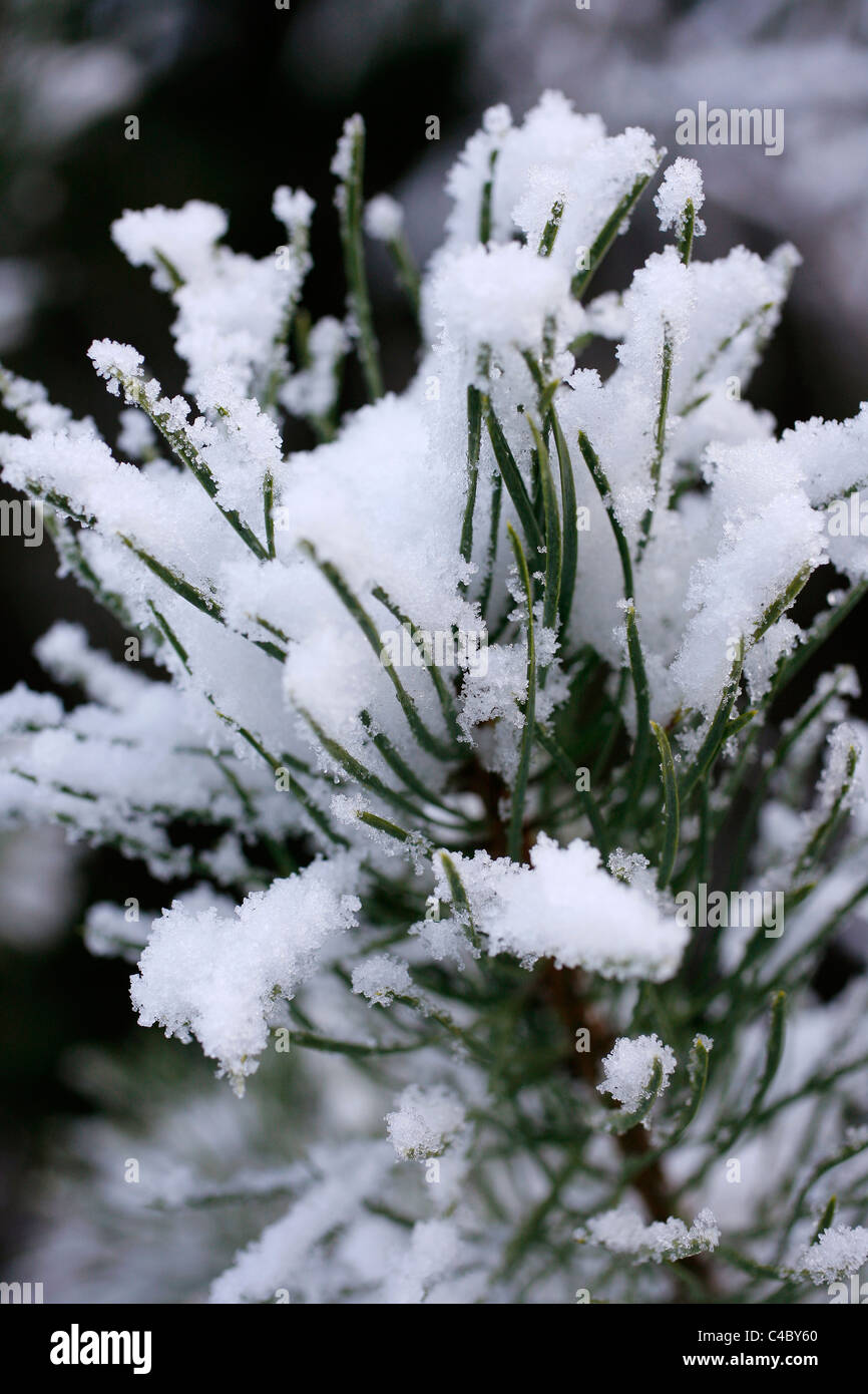 Pine needles covered with snow Stock Photo - Alamy