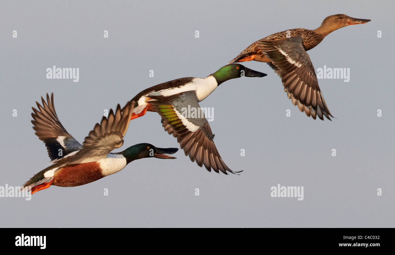 Northern Shoveler (Anas clypeata). Two drakes and a female in flight. Stock Photo
