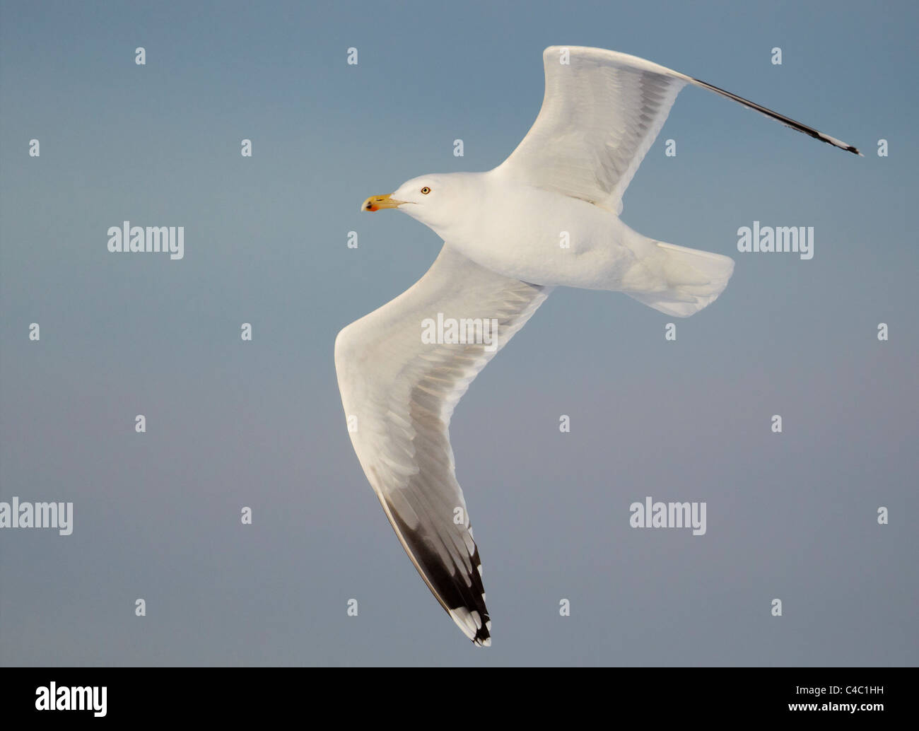 Herring Gull (Larus argentatus), adult in flight. Stock Photo