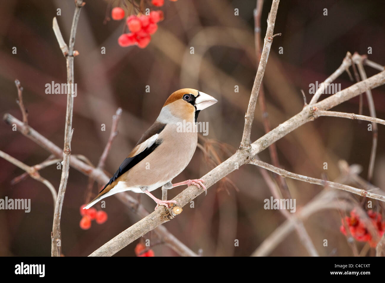 Hawfinch (Coccothraustes coccothraustes) perched on branch Stock Photo