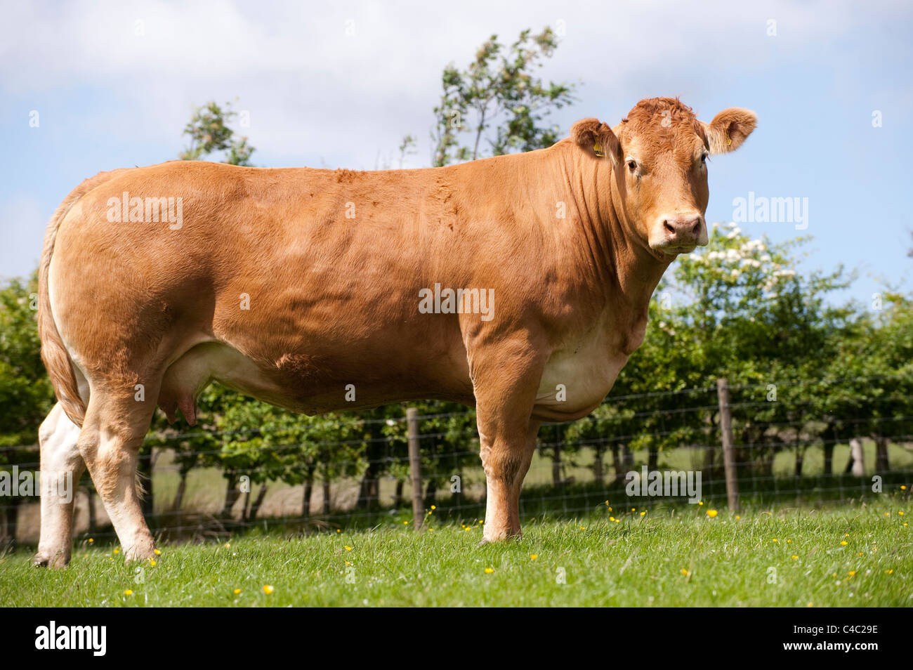 Limousin eating grass hi-res stock photography and images - Alamy