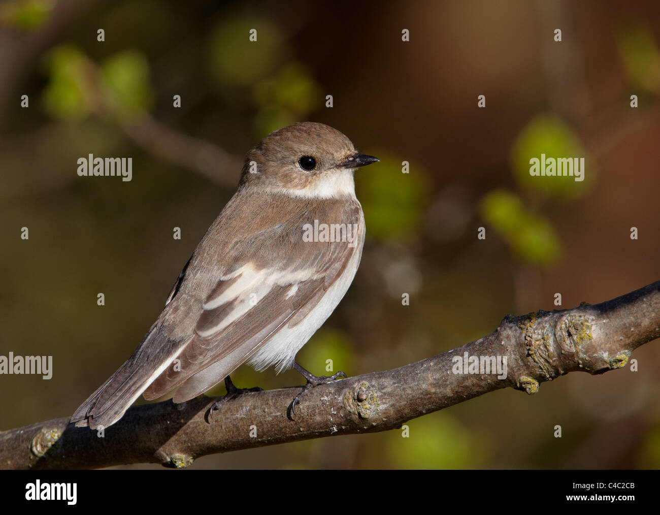 Pied Flycatcher (Ficedula hypoleuca), female perched on a twig Stock Photo