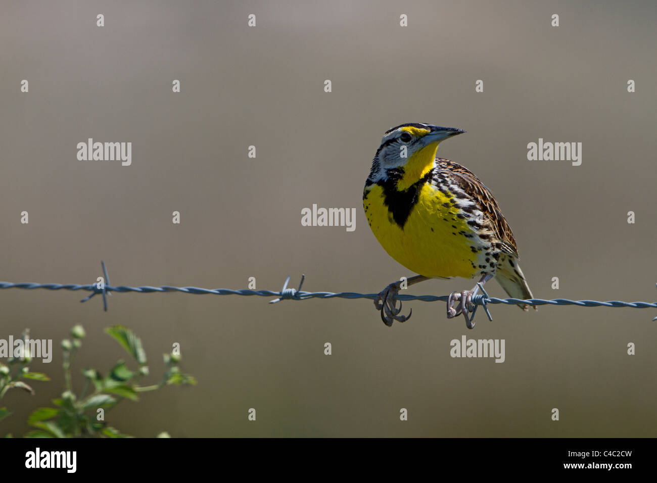 Eastern Meadowlark  (Sturnella magna) on barbwire fence Stock Photo