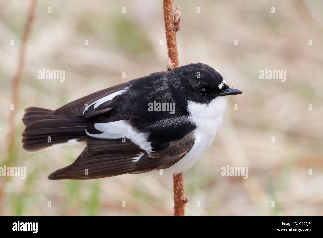 ied Flycatcher (Ficedula hypoleuca), male perched on a twig Stock Photo