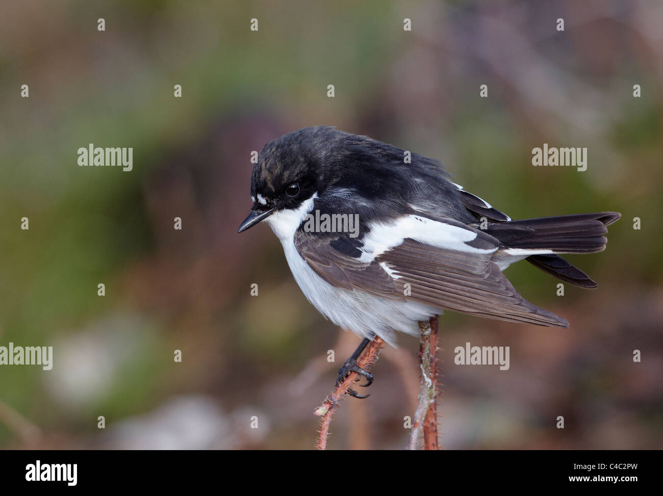 Pied Flycatcher (Ficedula hypoleuca), male perched on a twig. Stock Photo