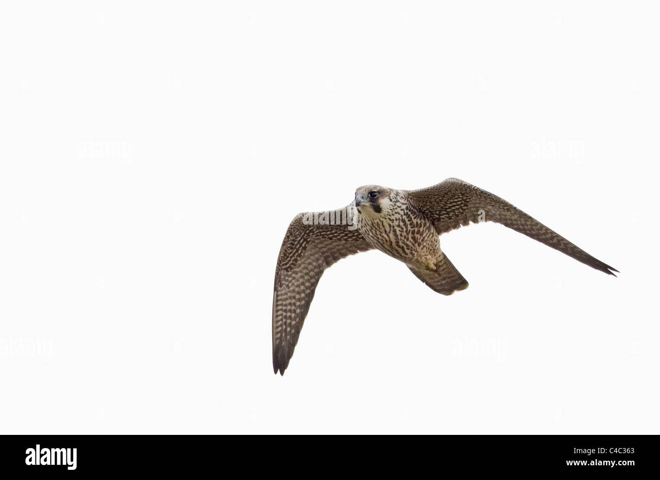 Peregrine Falcon (Falco peregrinus), juvenile in flight. Stock Photo