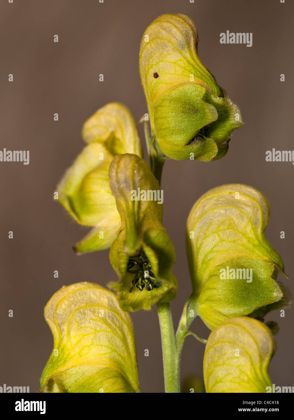 Aconitum anthora, monkshood, vertical portrait of yellow flowers with nice out of focus background. Stock Photo