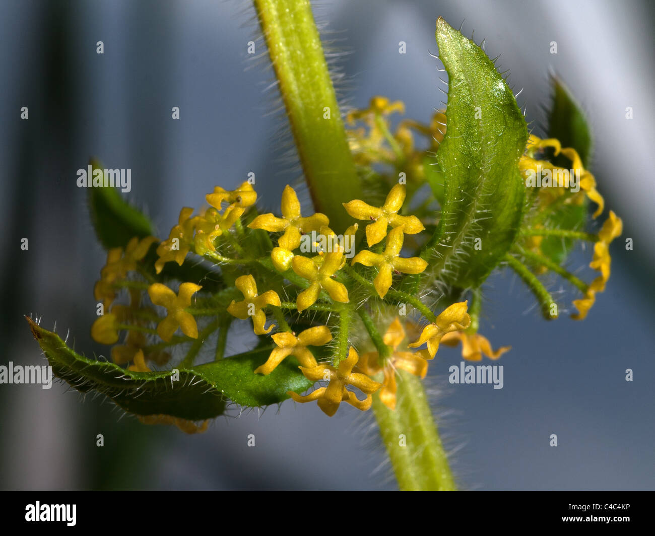 Cruciata laevipes, crosswort, horizontal portrait of flowers. Stock Photo