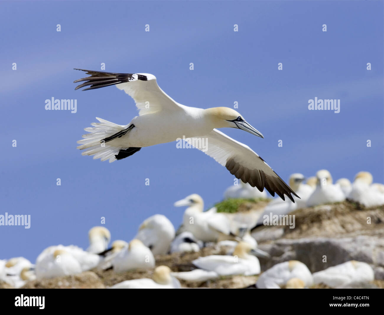 Gannet flying over colony Stock Photo