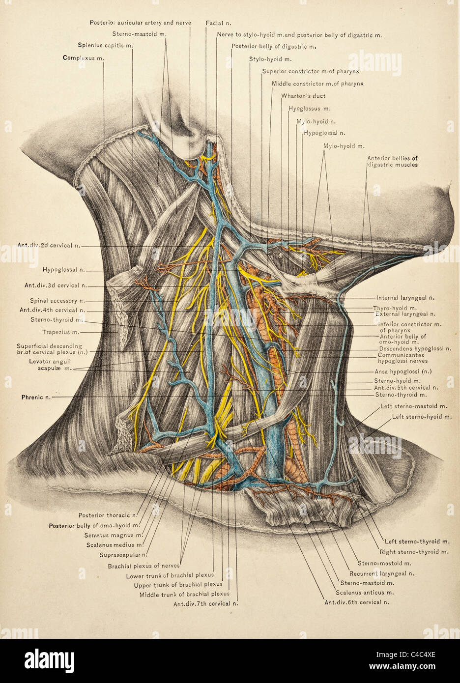 Jugular notch hires stock photography and images Alamy