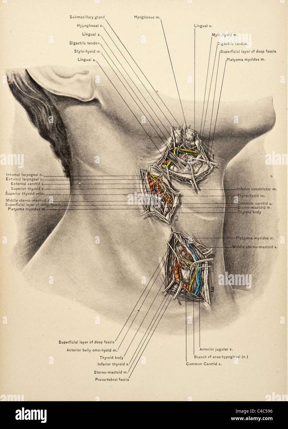 Illustration of the Human Neck copyright 1904 Stock Photo - Alamy