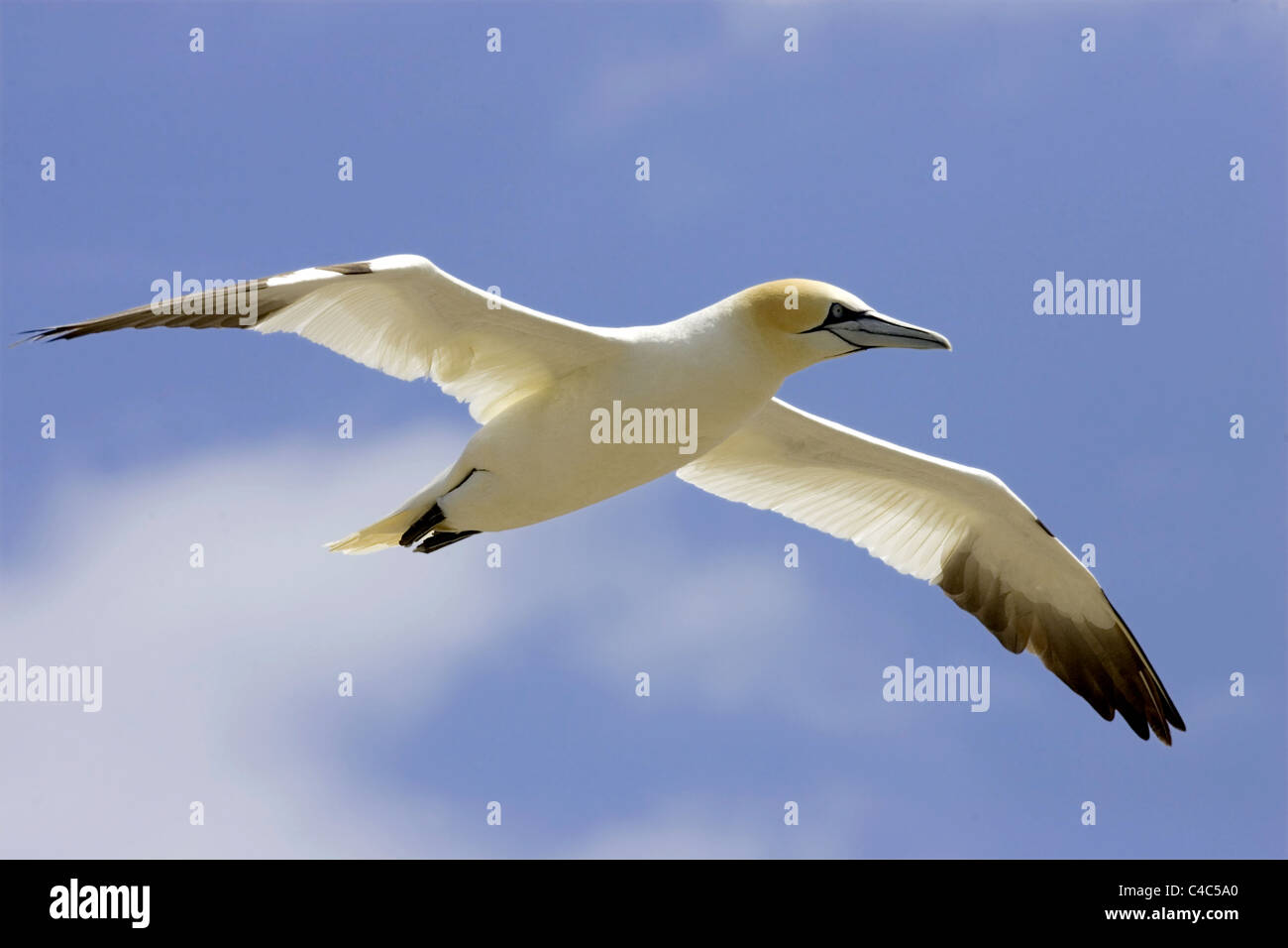 Gannet in flight, wings spread Stock Photo