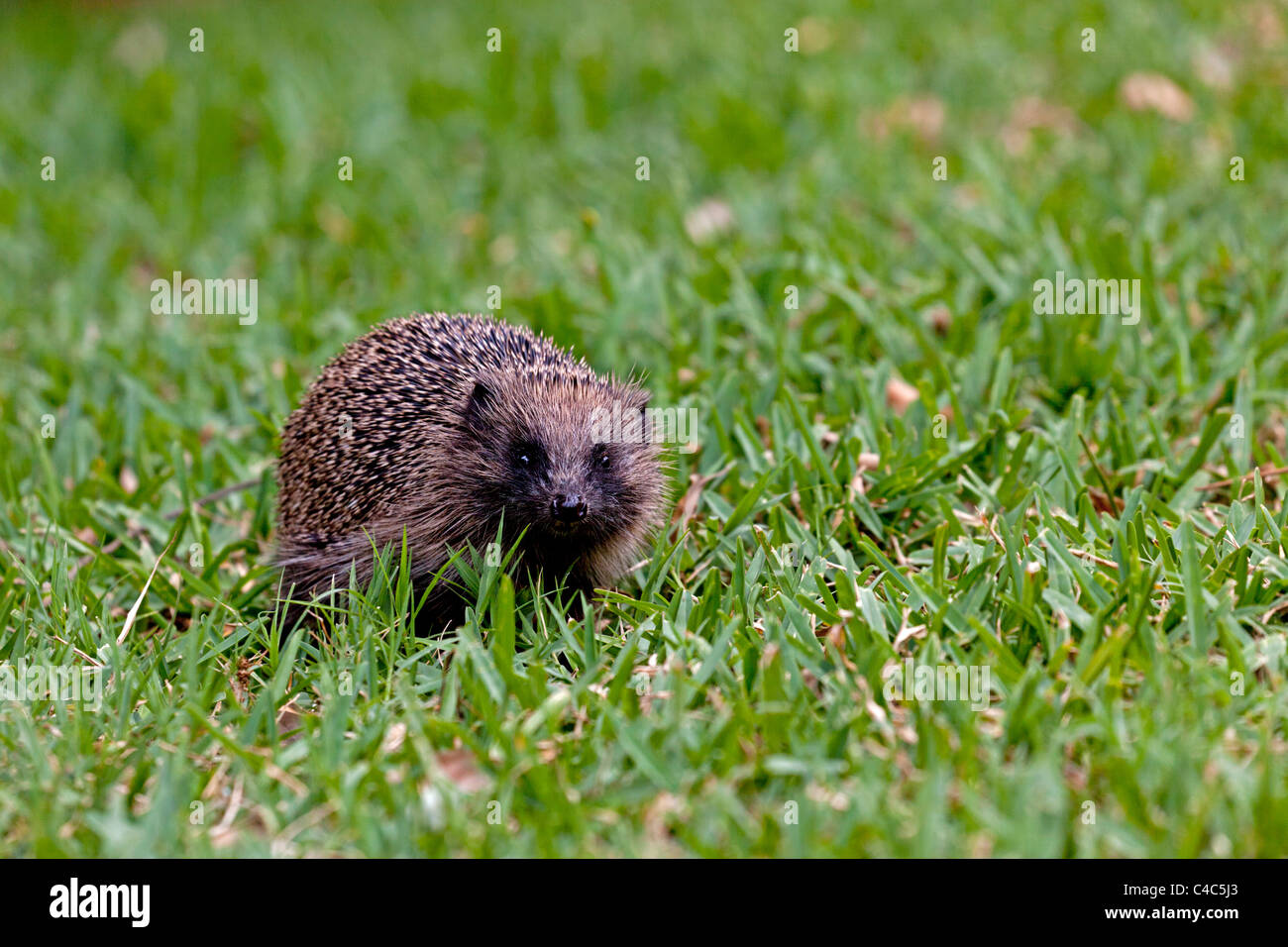 An adult hedgehog foraging on the field (Aquitaine - France). Hérisson ...