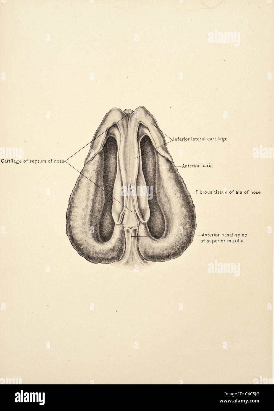 Illustration of the Human Nose copyright 1904 Stock Photo