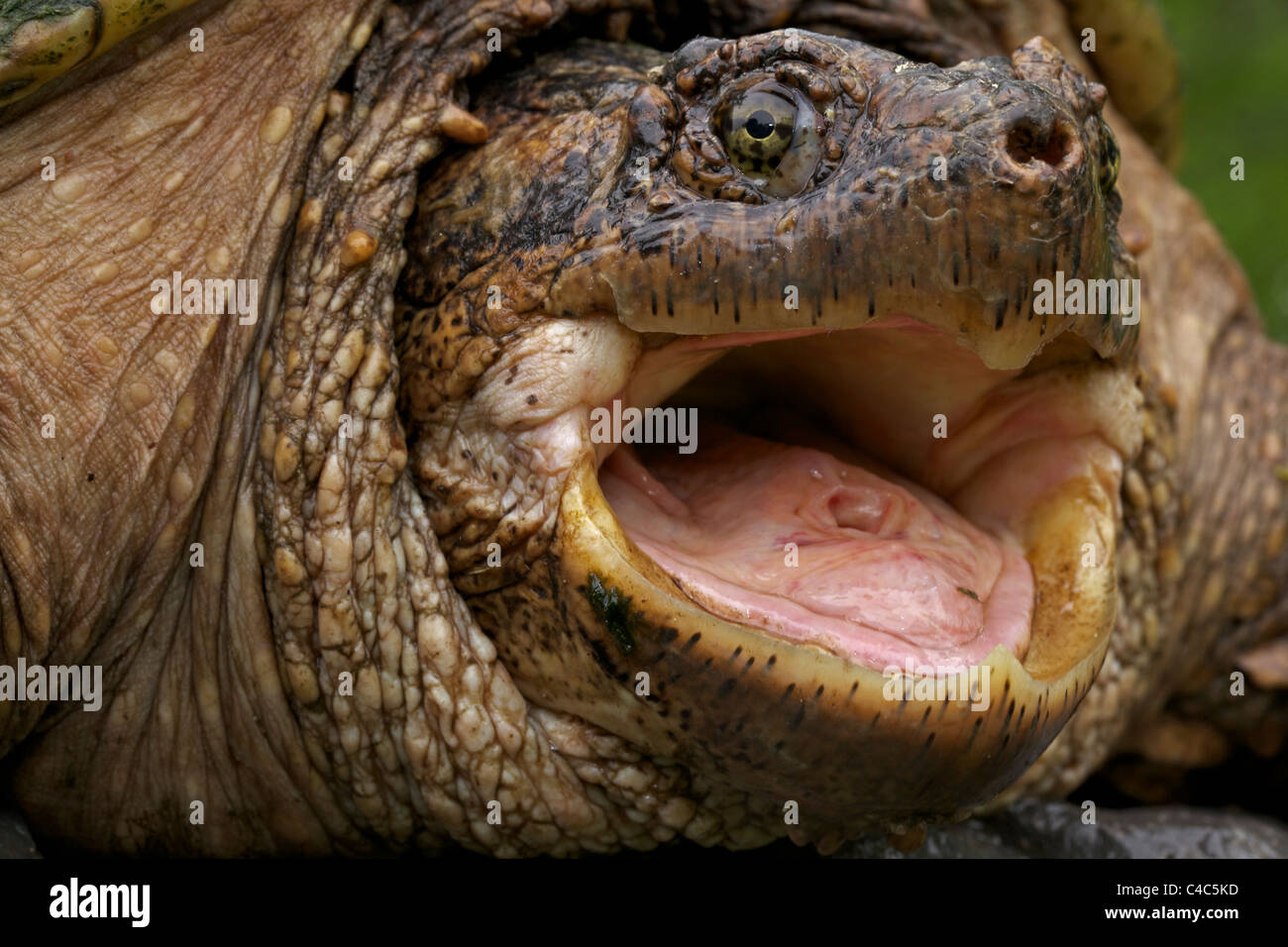 What Does The Inside Of A Turtle's Mouth Look Like Inside Turtle Mouth