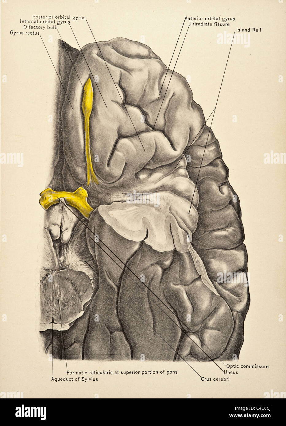 Illustration of the Human Brain copyright 1904 Stock Photo - Alamy