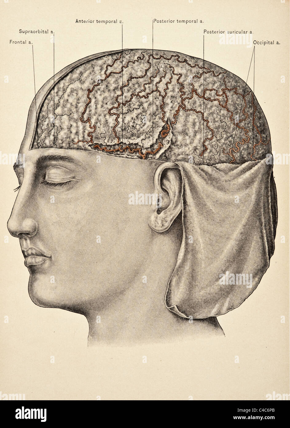 Illustration of Human Superficial Fascia of the Scalp copyright 1904 Stock Photo