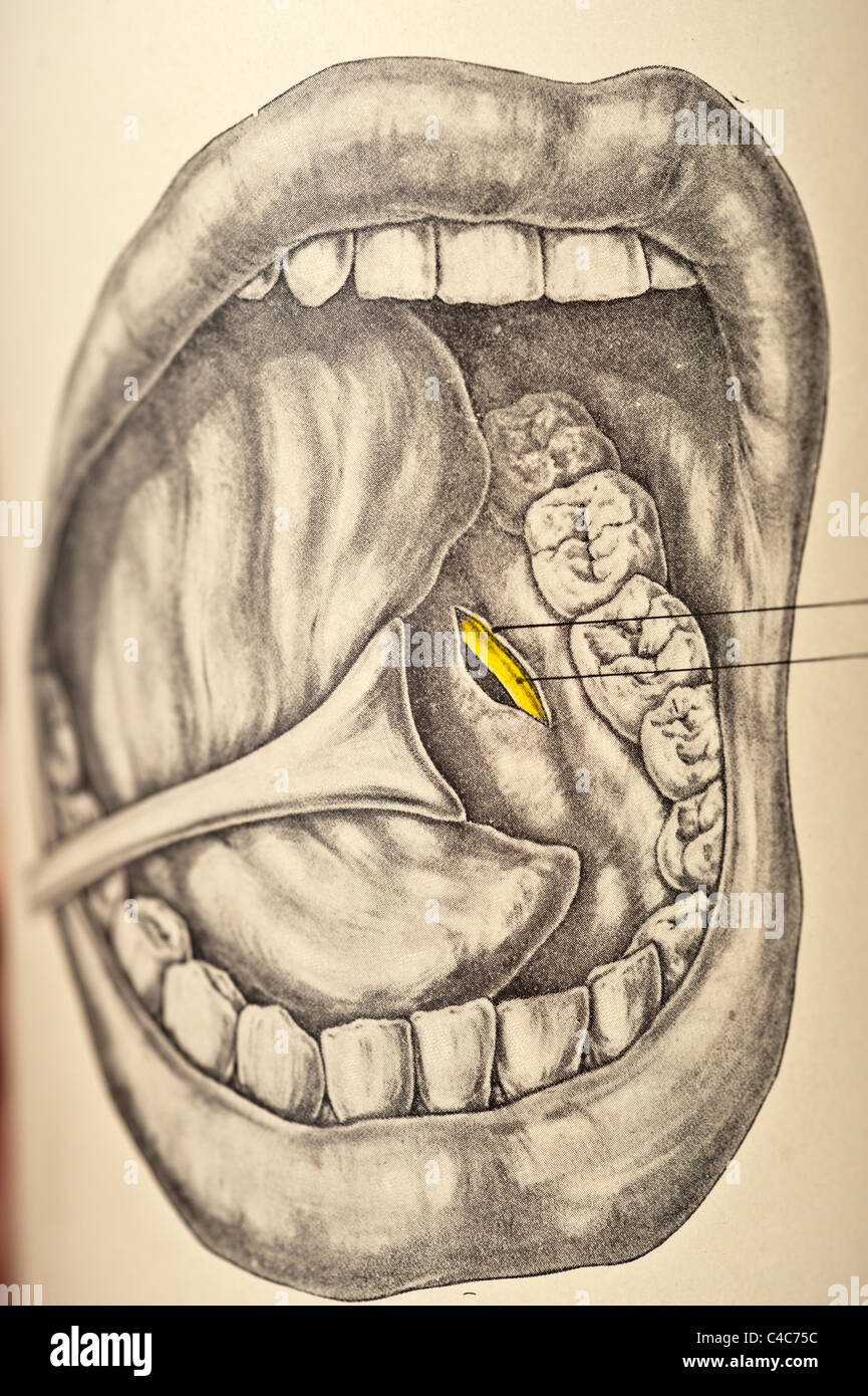 Illustration of the Human Mouth copyright 1904 Stock Photo