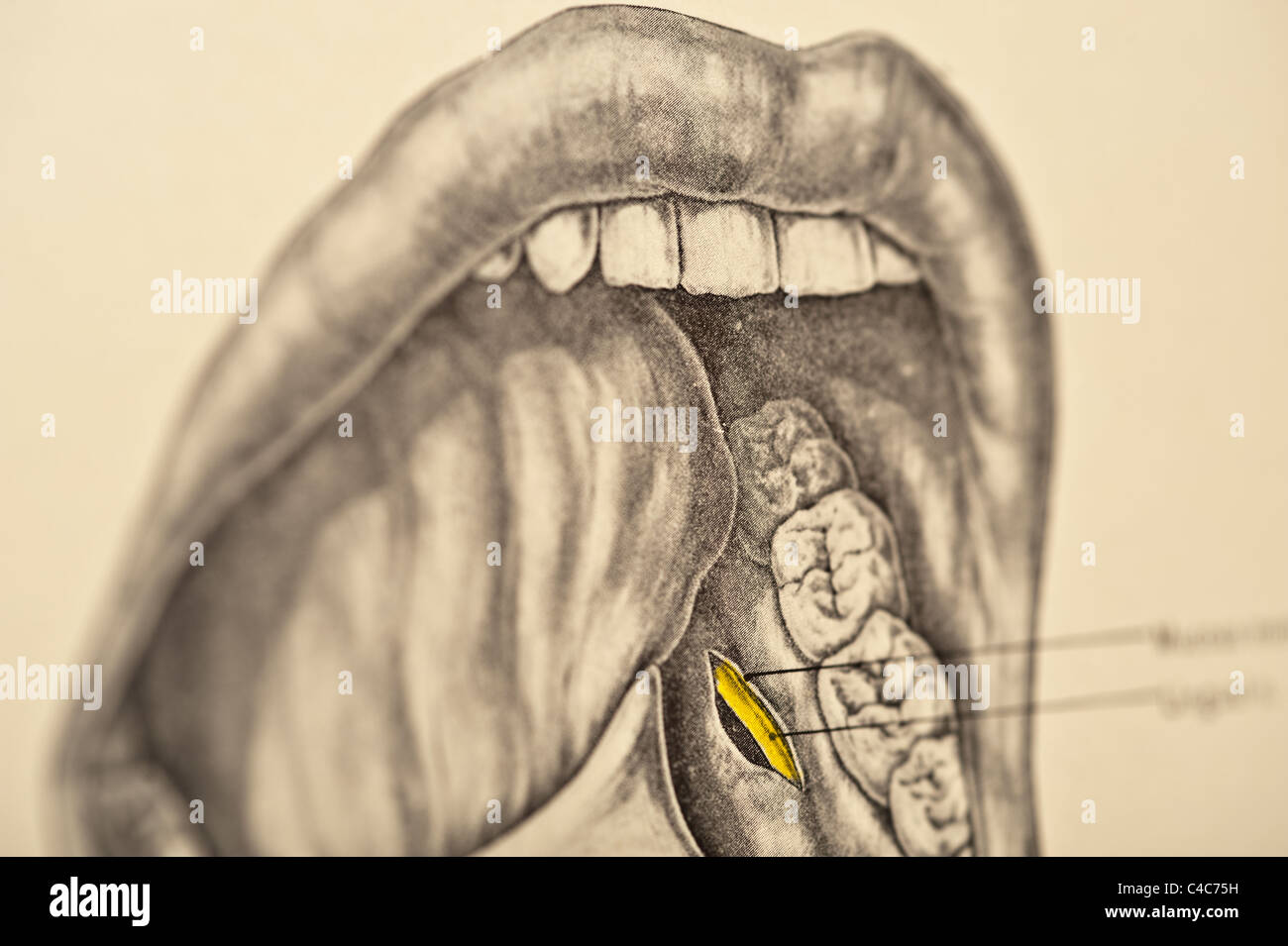Illustration of the Human Mouth copyright 1904 Stock Photo