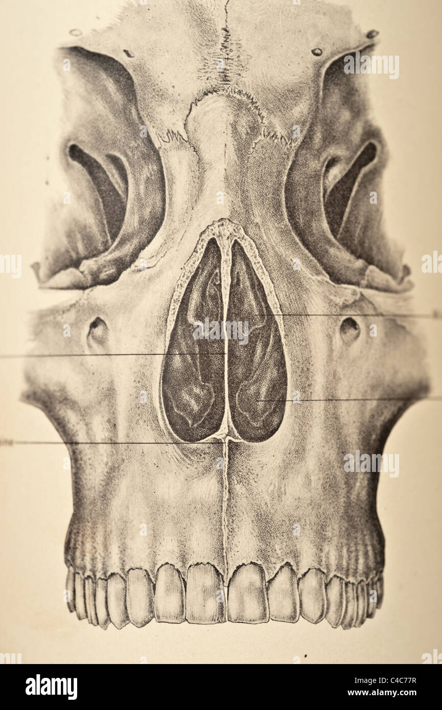 res stock photography and images Biology Diagrams