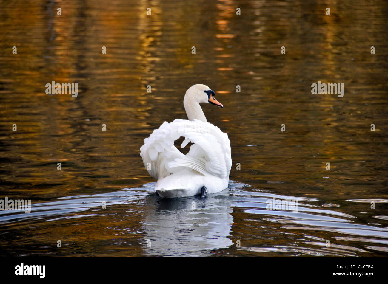 Swan with angel wings swimming away from camera with Autumn reflections on water Stock Photo