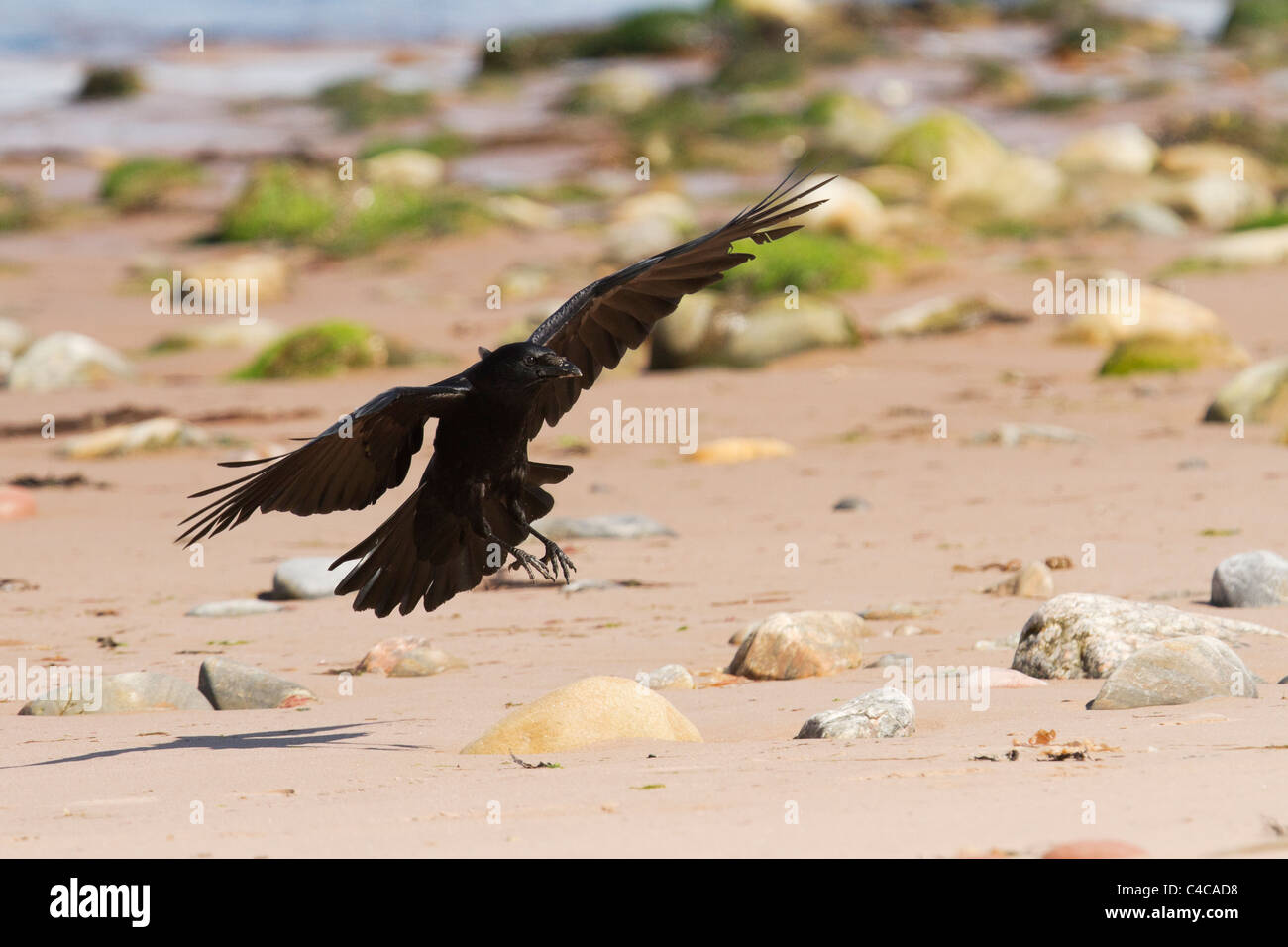 Crow landing hires stock photography and images Alamy