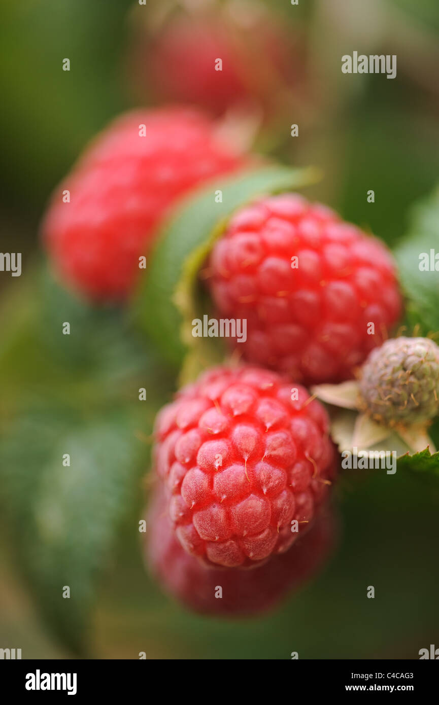 Red raspberry fruit growing on green plant Stock Photo Alamy