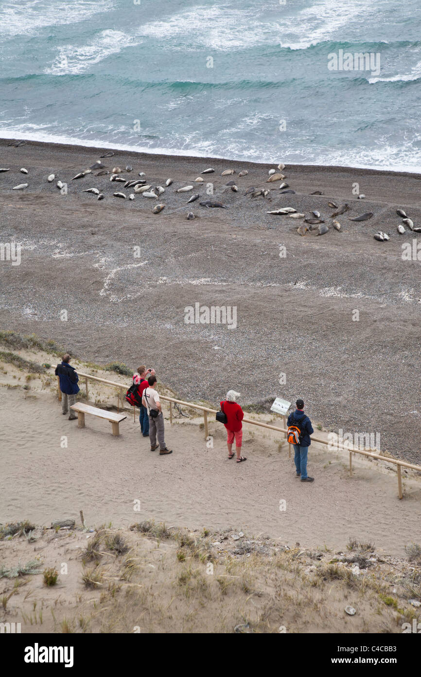 Sea Elephants Colony, Peninsula Valdes, Patagonia Argentina Stock Photo
