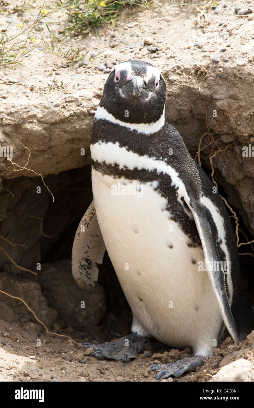 Magellanic Penguins Peninsula Valdes, Patagonia Argentina Stock Photo