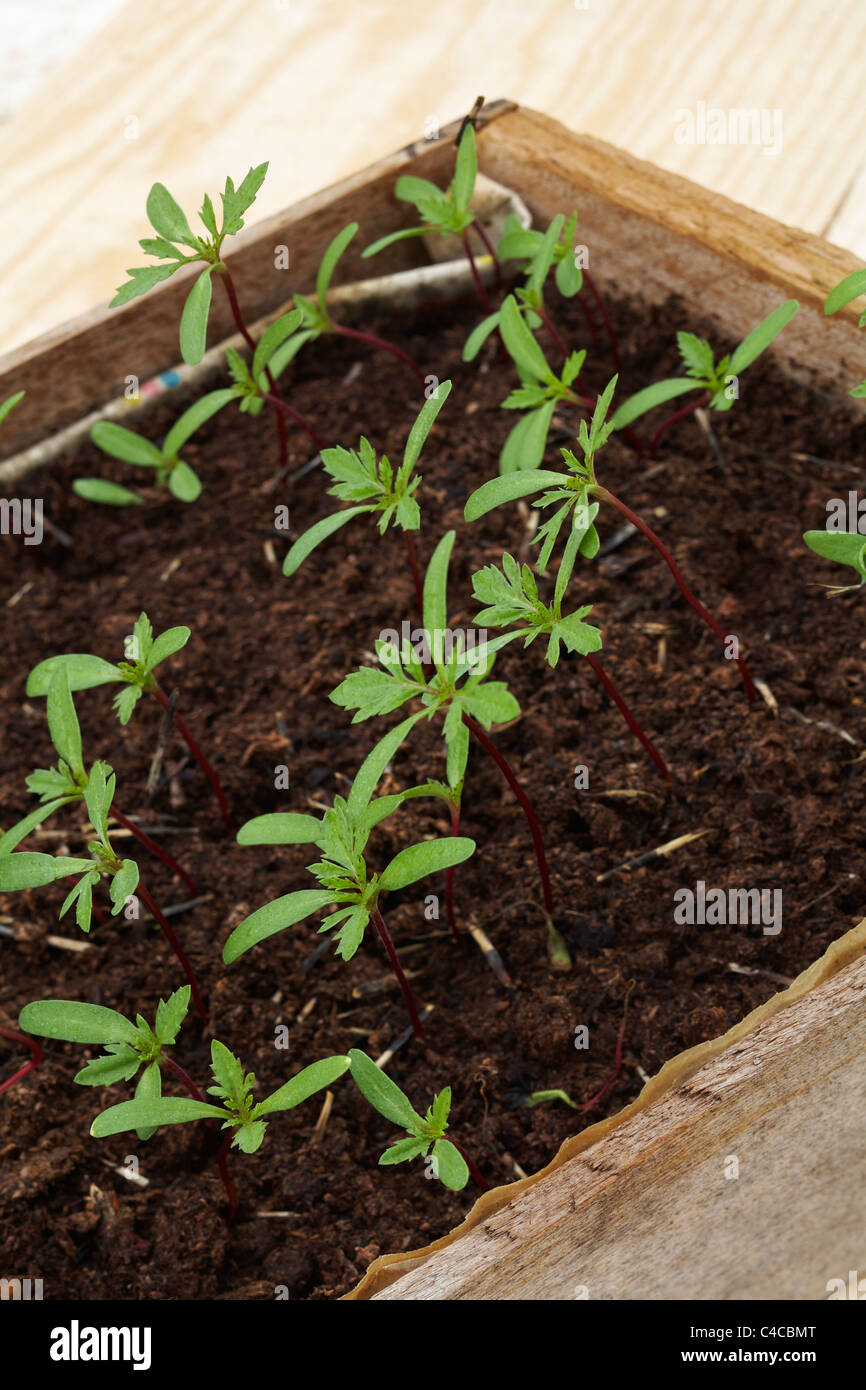 Marigold seedlings deals