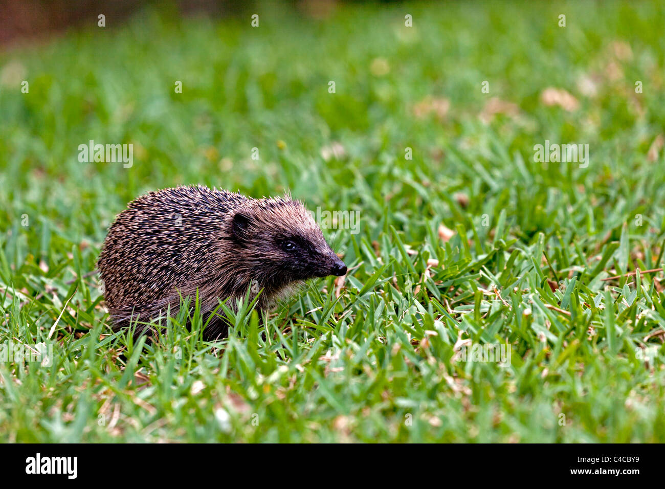 An adult hedgehog foraging on the field (Aquitaine - France). Hérisson adulte cherchant sa nourriture sur une pelouse (France). Stock Photo