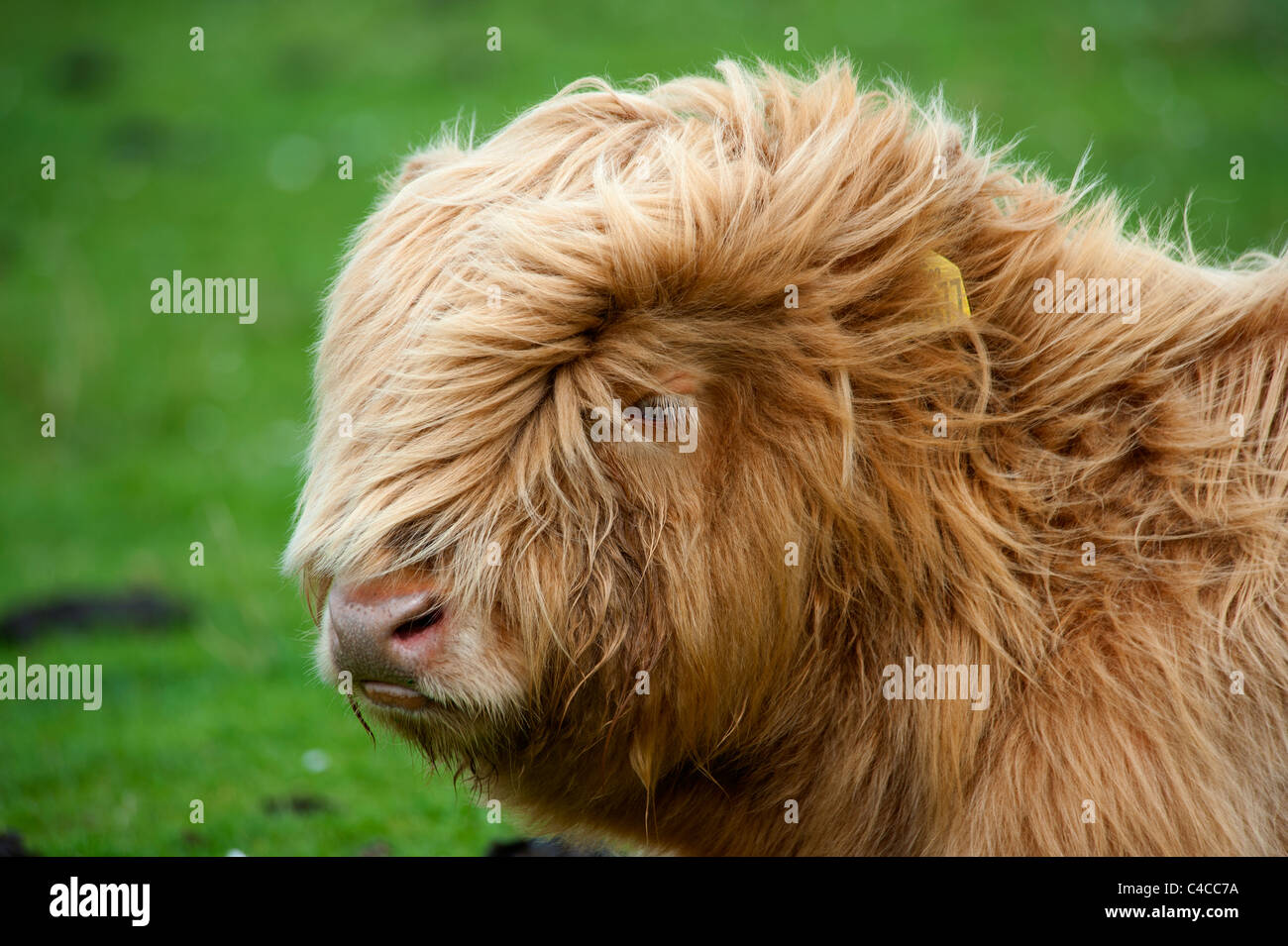 Scottish Highland Cattle Calf on the west coast Island of Mull, Argyll. Scotland. SCO 7166 Stock Photo