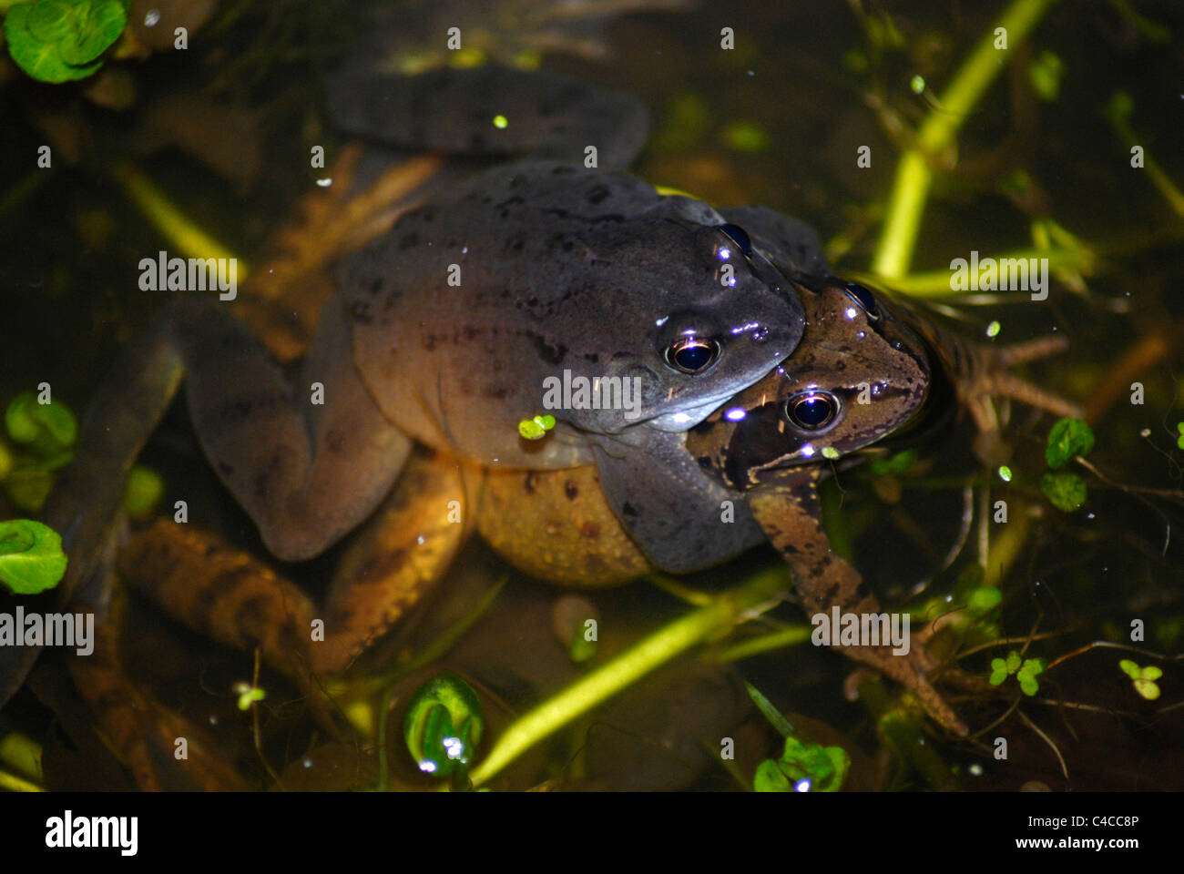 Common frogs mating in garden pond Stock Photo
