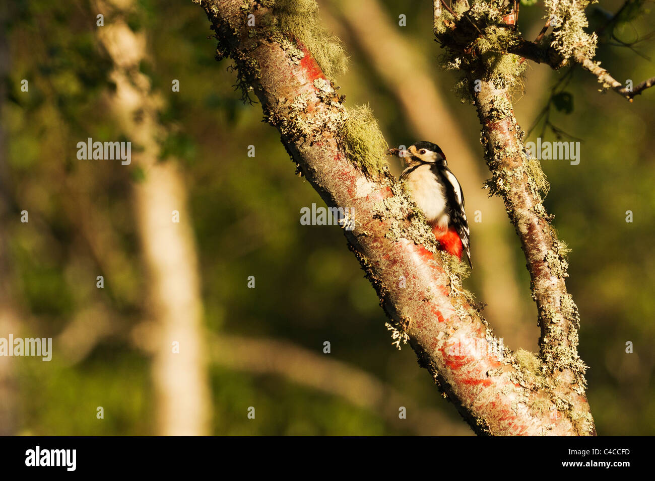 Male great spotted woodpecker in a tree with damselflies. Stock Photo
