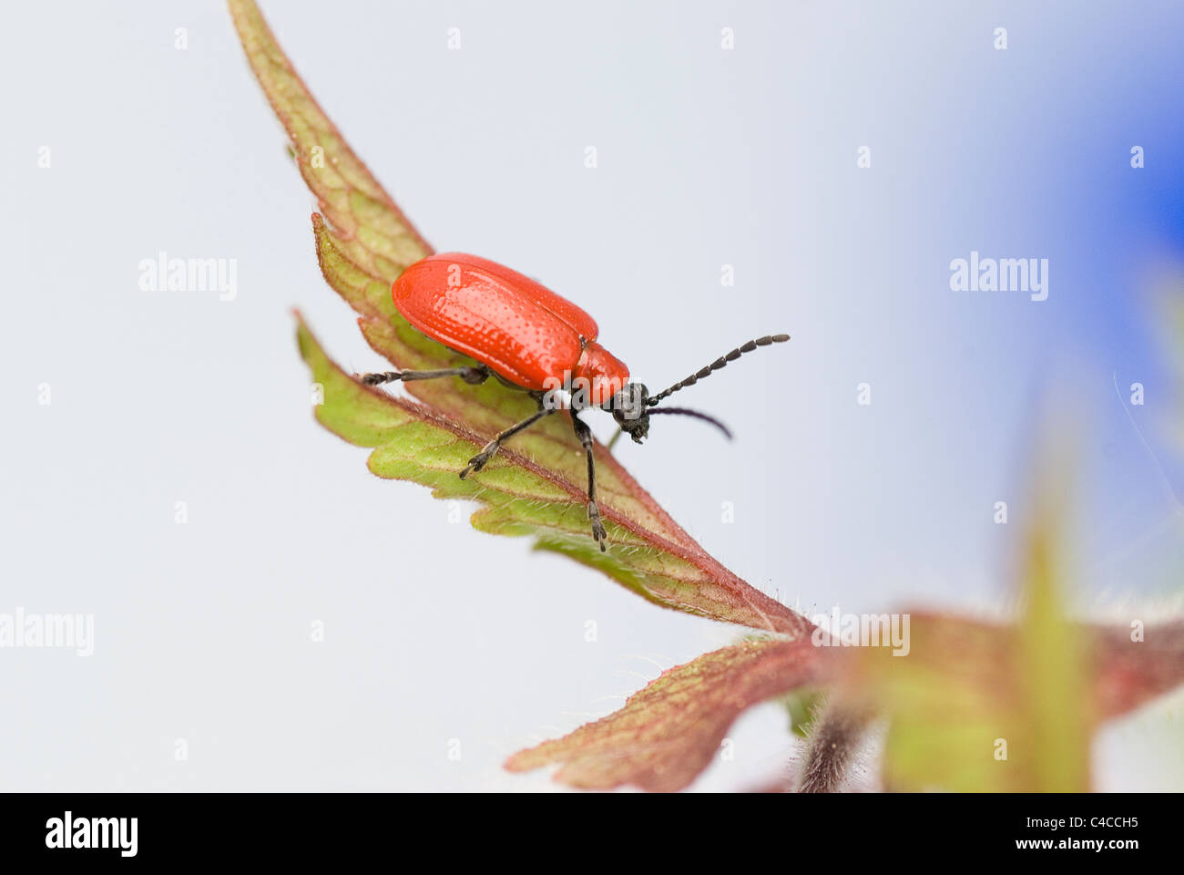 Red lily beetle on water avens Stock Photo