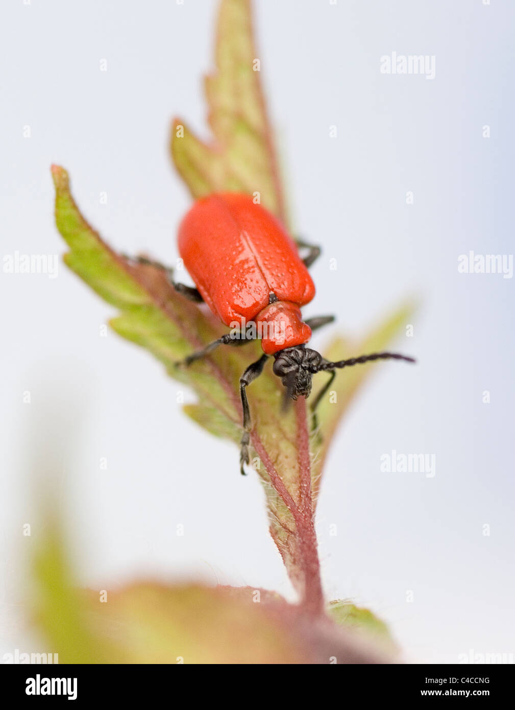 Red lily beetle Stock Photo