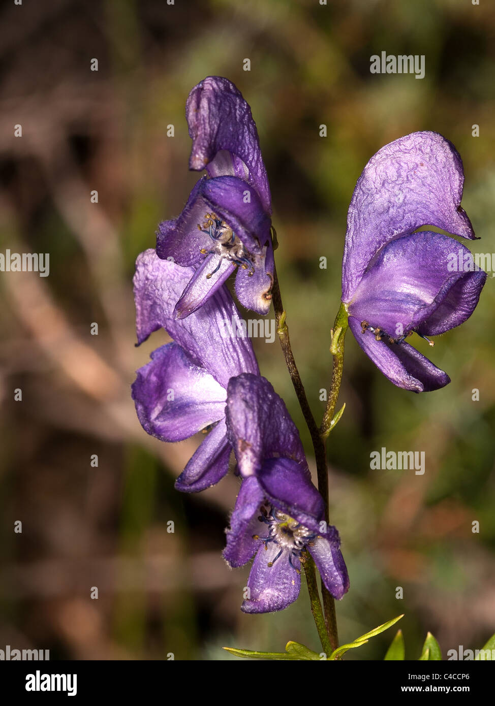 Aconitum napellus, monkshood, vertical portrait of flower with nice out of focus background. Stock Photo