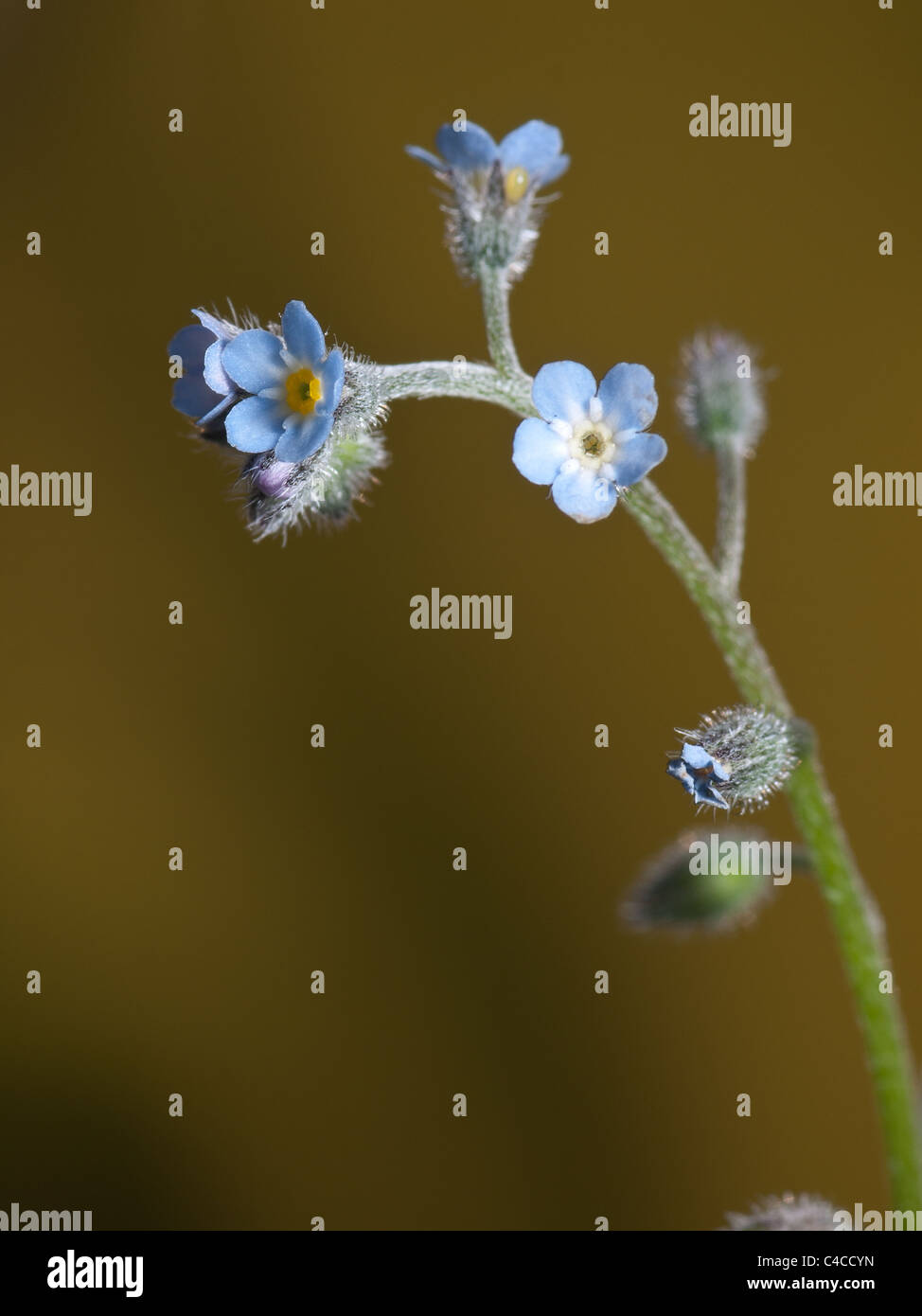 Vertical portrait of Myosotis scorpioides, water forget me not, vertical portrait of flowers. Stock Photo