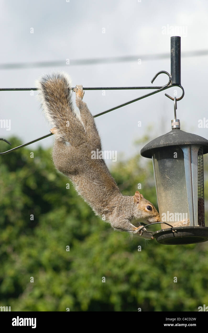 Grey squirrel raiding a bird feeder Stock Photo