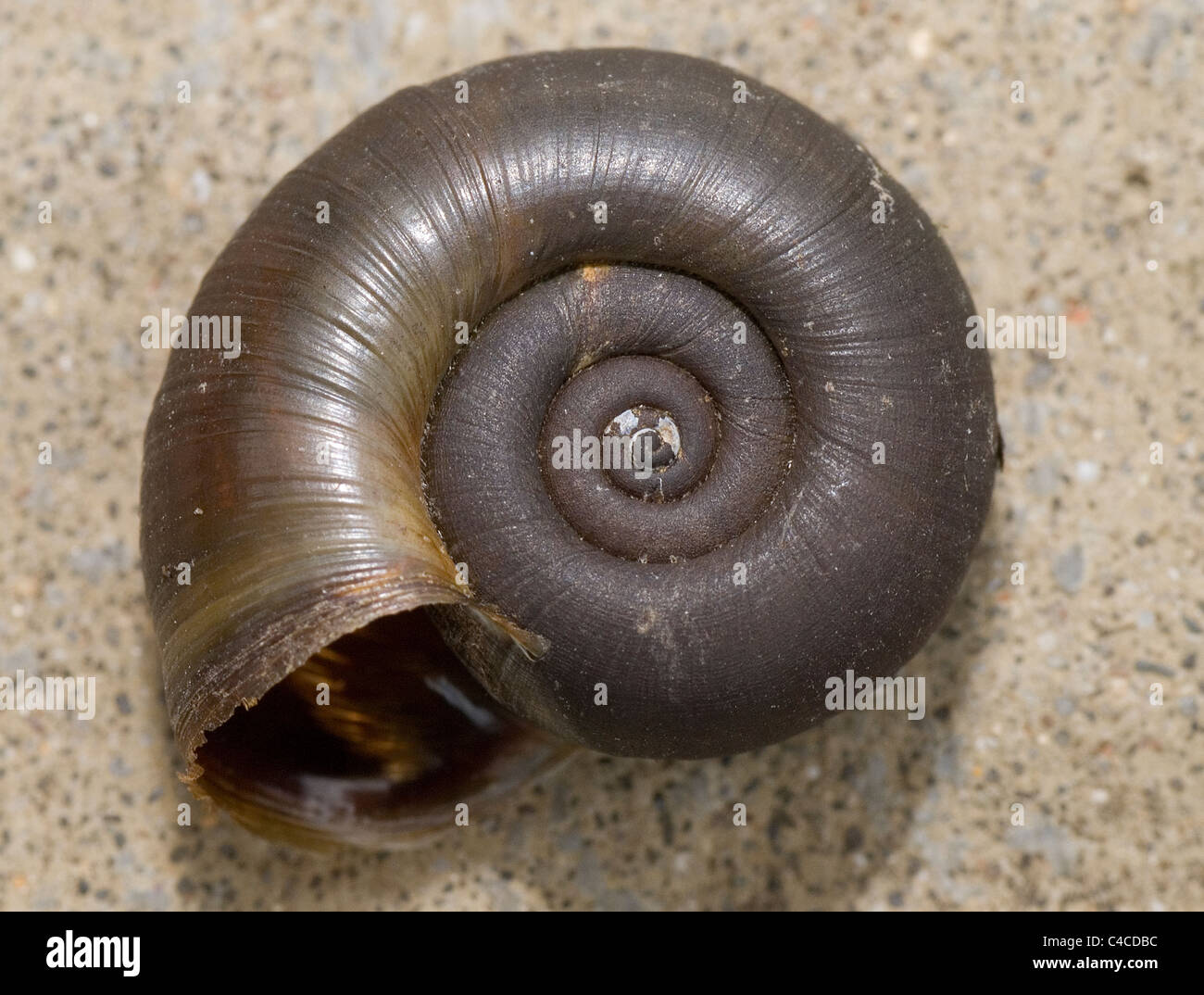 Ramshorn snail shell Stock Photo