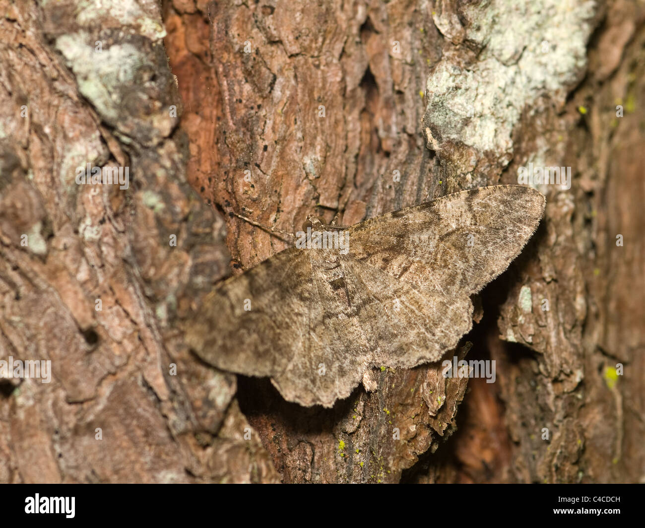 Portrait of moth on a tree Stock Photo - Alamy