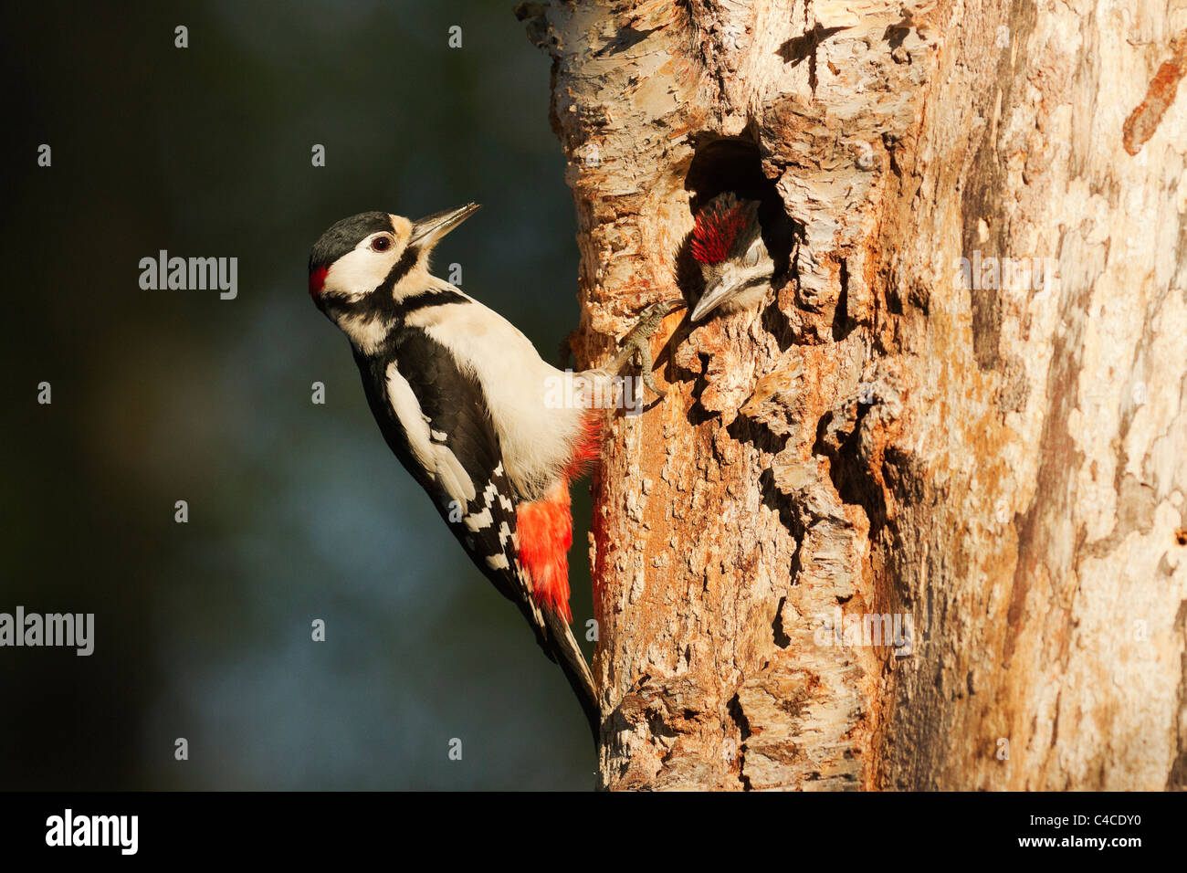 Male great spotted woodpecker after feeding fledgling at nest. Stock Photo