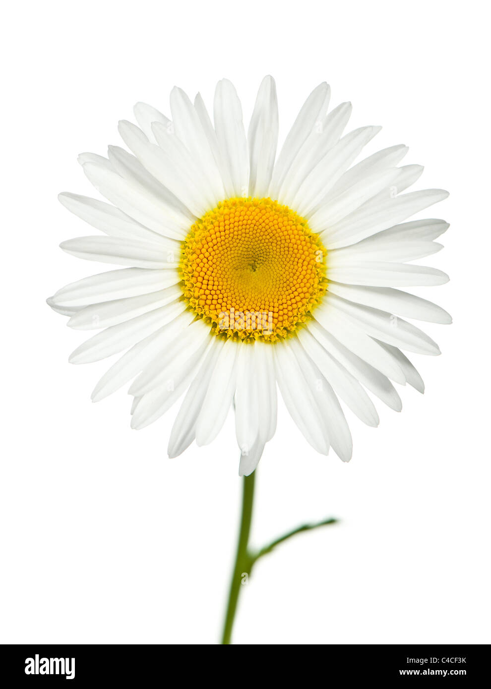 Camomile. It is isolated on a white background Stock Photo - Alamy