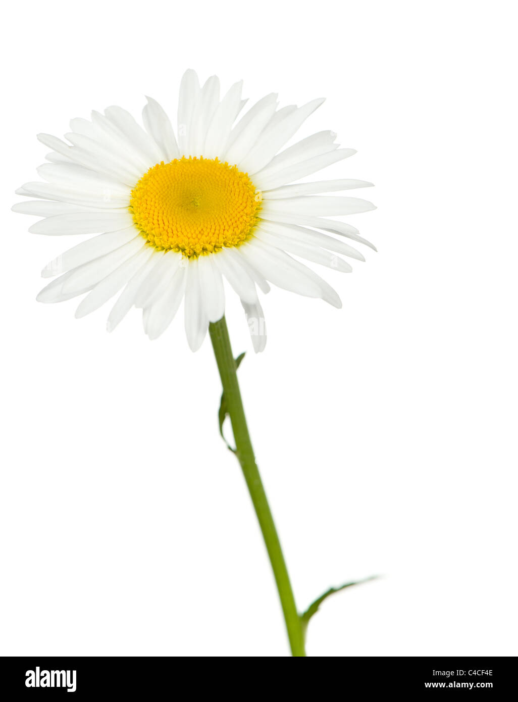 Camomile. It is isolated on a white background Stock Photo